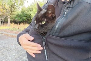 【愛猫カンガルー】「ここが一番安心!」飼い主の服の懐に潜り込む黒猫の甘えん坊ぶりが話題 - 肉球ドットコム(299.com)