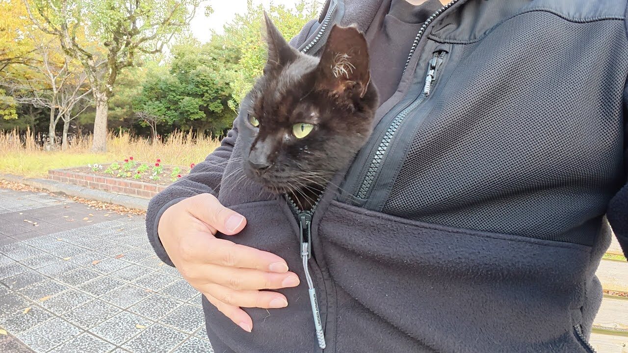 【愛猫カンガルー】「ここが一番安心!」飼い主の服の懐に潜り込む黒猫の甘えん坊ぶりが話題 - 肉球ドットコム(299.com)
