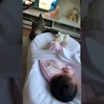 【好奇心と警戒心】「この小さな人間は誰?」猫と子どもの“初めての出会い”が微笑ましすぎる - 肉球ドットコム(299.com)