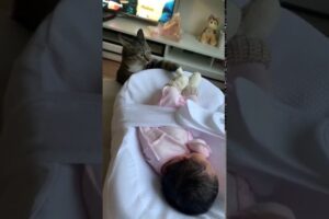 【好奇心と警戒心】「この小さな人間は誰?」猫と子どもの“初めての出会い”が微笑ましすぎる - 肉球ドットコム(299.com)