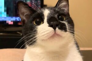 【賢すぎる】「かわいいね」に“お返事”する猫!飼い主の褒め言葉が嬉しくて声が出ちゃう愛らしい姿 - 肉球ドットコム(299.com)