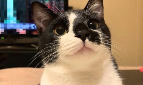 【賢すぎる】「かわいいね」に“お返事”する猫!飼い主の褒め言葉が嬉しくて声が出ちゃう愛らしい姿 - 肉球ドットコム(299.com)