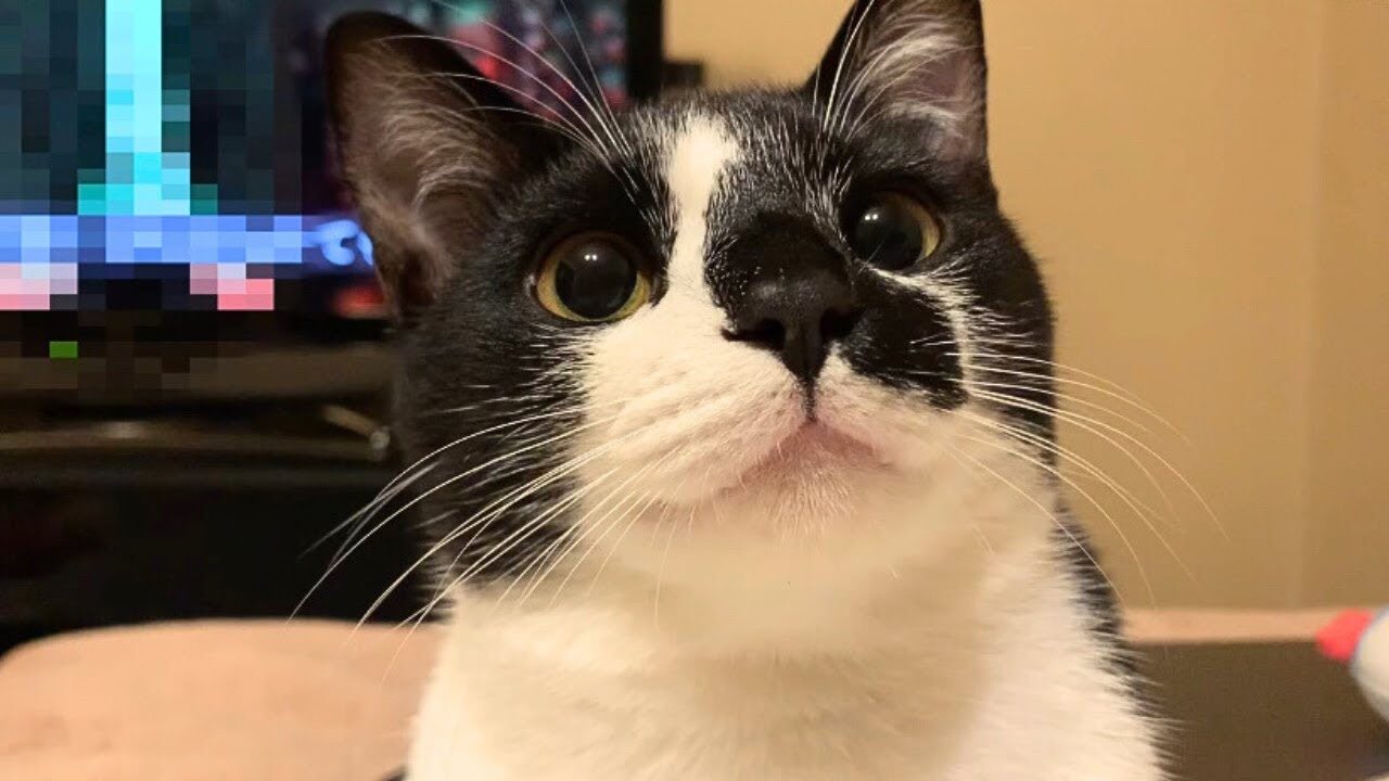 【賢すぎる】「かわいいね」に“お返事”する猫!飼い主の褒め言葉が嬉しくて声が出ちゃう愛らしい姿 - 肉球ドットコム(299.com)