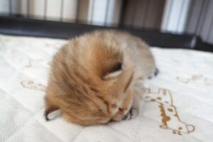 【電池切れ】遊びすぎて限界突破!突然「コテン」と眠ってしまう子猫の瞬殺寝落ちが可愛すぎ - 肉球ドットコム(299.com)