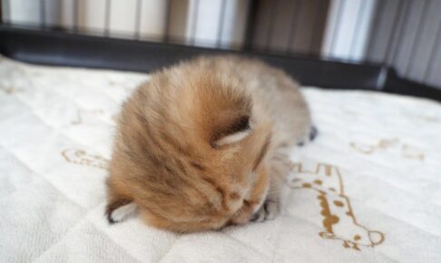 【電池切れ】遊びすぎて限界突破!突然「コテン」と眠ってしまう子猫の瞬殺寝落ちが可愛すぎ - 肉球ドットコム(299.com)