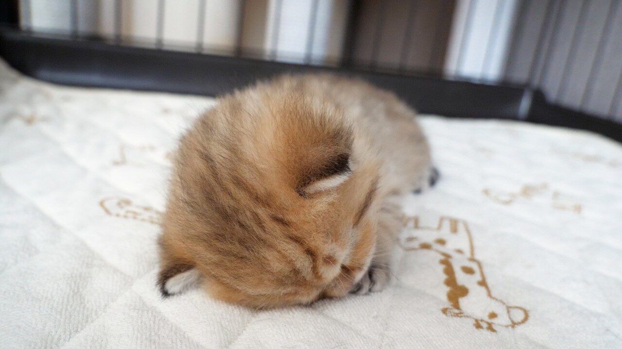 【電池切れ】遊びすぎて限界突破!突然「コテン」と眠ってしまう子猫の瞬殺寝落ちが可愛すぎ - 肉球ドットコム(299.com)