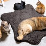 【猫モテ柴犬】「どこへ行っても猫まみれ!」愛されすぎる柴犬と猫たちの密着ぶりに癒やされる - 肉球ドットコム(299.com)