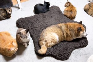 【猫モテ柴犬】「どこへ行っても猫まみれ!」愛されすぎる柴犬と猫たちの密着ぶりに癒やされる - 肉球ドットコム(299.com)