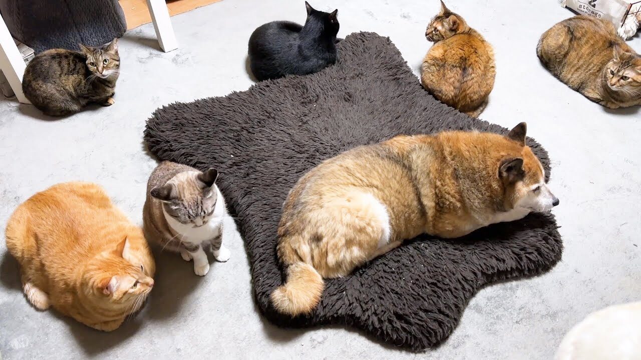 【猫モテ柴犬】「どこへ行っても猫まみれ!」愛されすぎる柴犬と猫たちの密着ぶりに癒やされる - 肉球ドットコム(299.com)