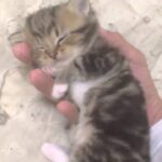 【奇跡の寝顔】手のひらにすっぽり!子猫が見せた究極の安心寝に「尊い」の声 - 肉球ドットコム(299.com)