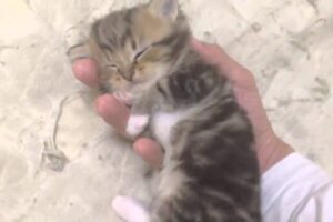 【奇跡の寝顔】手のひらにすっぽり!子猫が見せた究極の安心寝に「尊い」の声 - 肉球ドットコム(299.com)