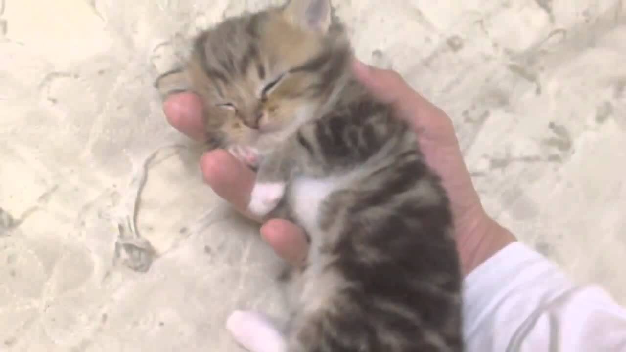 【奇跡の寝顔】手のひらにすっぽり!子猫が見せた究極の安心寝に「尊い」の声 - 肉球ドットコム(299.com)