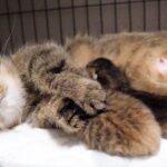 【究極の癒やし】愛しすぎて離れられない!子猫たちを優しく抱きしめて寝るママ猫の至福の姿 - 肉球ドットコム(299.com)