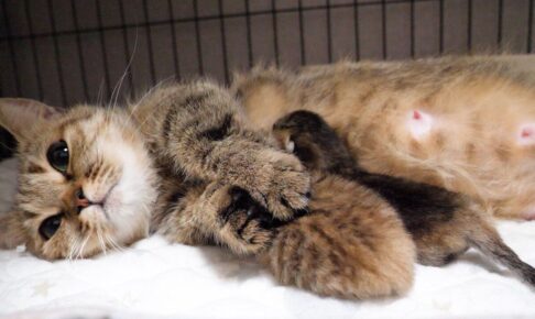 【究極の癒やし】愛しすぎて離れられない!子猫たちを優しく抱きしめて寝るママ猫の至福の姿 - 肉球ドットコム(299.com)