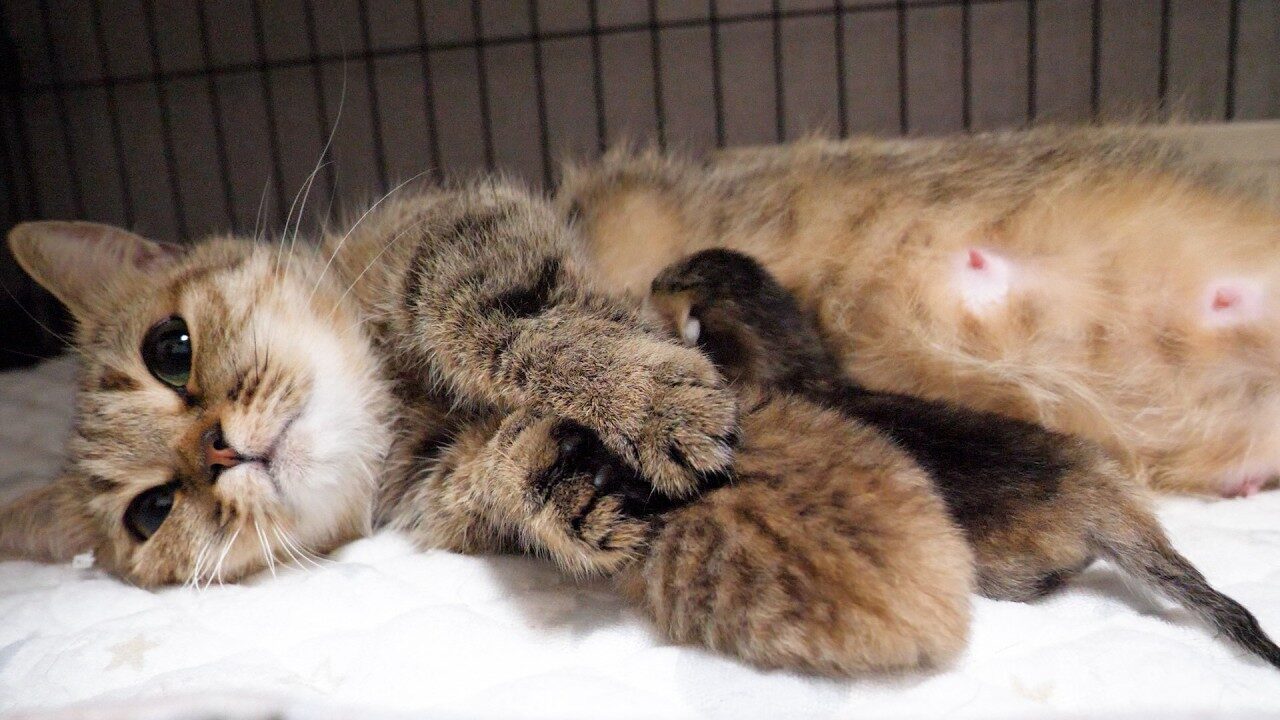 【究極の癒やし】愛しすぎて離れられない!子猫たちを優しく抱きしめて寝るママ猫の至福の姿 - 肉球ドットコム(299.com)