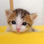 【睡魔との戦い】たった1分で撃沈!遊びと眠気の間で揺れる子猫の“激闘”が可愛すぎる - 肉球ドットコム(299.com)