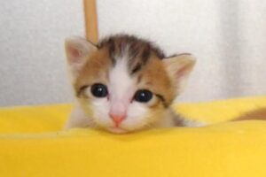 【睡魔との戦い】たった1分で撃沈!遊びと眠気の間で揺れる子猫の“激闘”が可愛すぎる - 肉球ドットコム(299.com)