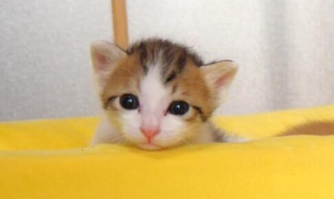 【睡魔との戦い】たった1分で撃沈!遊びと眠気の間で揺れる子猫の“激闘”が可愛すぎる - 肉球ドットコム(299.com)