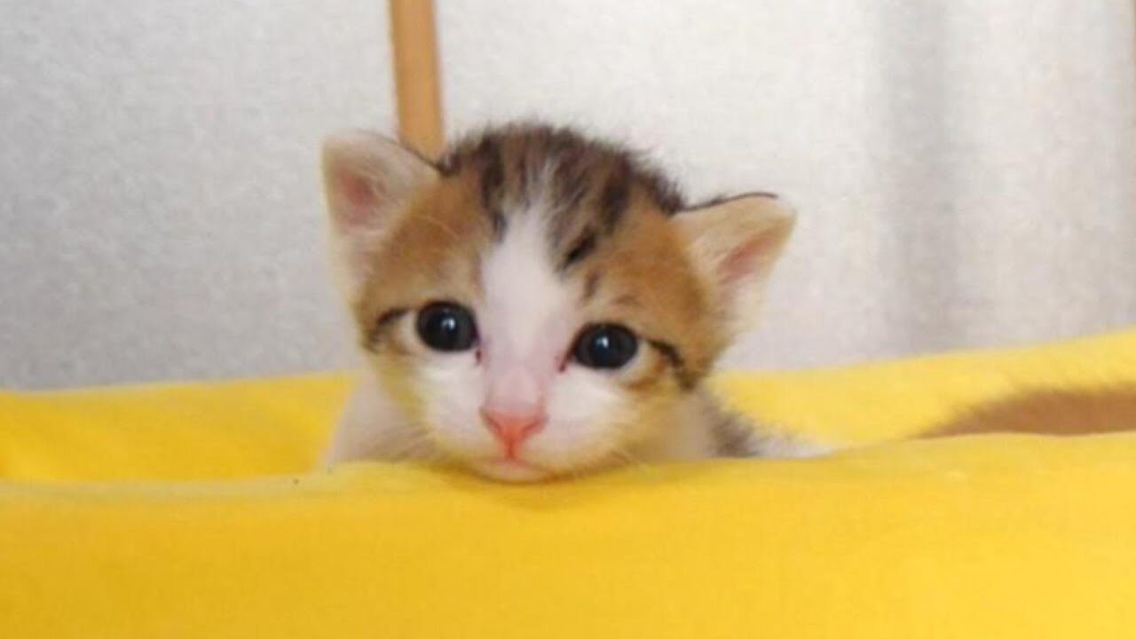 【睡魔との戦い】たった1分で撃沈!遊びと眠気の間で揺れる子猫の“激闘”が可愛すぎる - 肉球ドットコム(299.com)