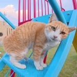 【人懐っこい島猫】「遊んで!」と全力で駆け寄る茶シロ猫の猛烈アピールにほっこり - 肉球ドットコム(299.com)