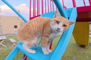 【人懐っこい島猫】「遊んで!」と全力で駆け寄る茶シロ猫の猛烈アピールにほっこり - 肉球ドットコム(299.com)