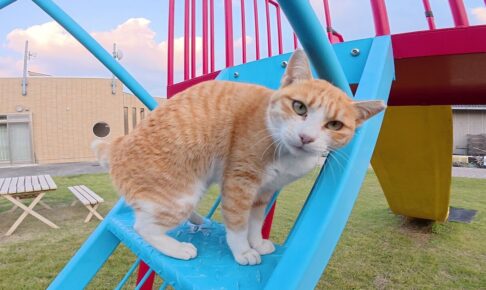 【人懐っこい島猫】「遊んで!」と全力で駆け寄る茶シロ猫の猛烈アピールにほっこり - 肉球ドットコム(299.com)