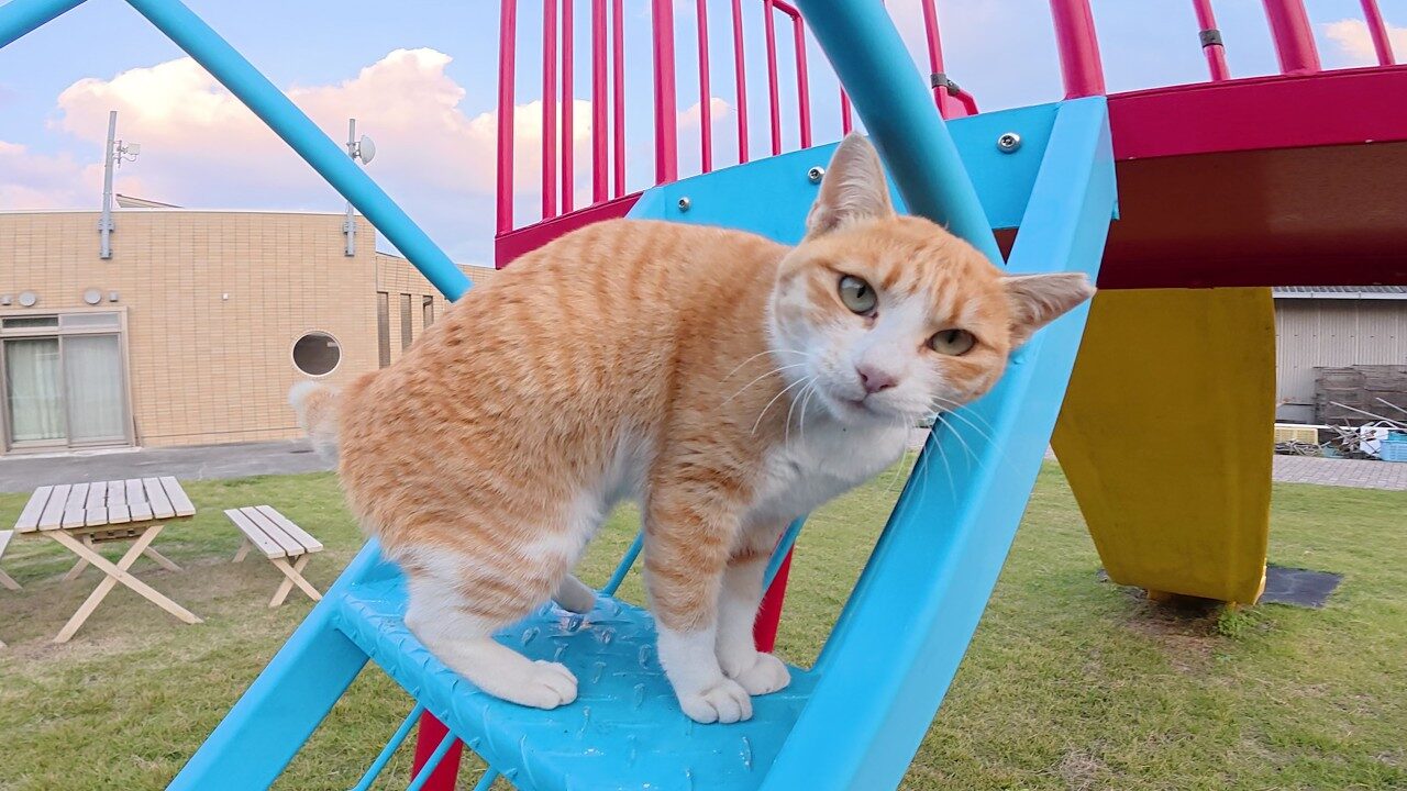 【人懐っこい島猫】「遊んで!」と全力で駆け寄る茶シロ猫の猛烈アピールにほっこり - 肉球ドットコム(299.com)