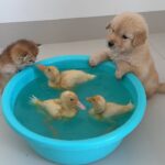 【異種交流】「一緒に泳ごうよ!」子猫と子犬を水に誘うアヒルたちの姿が可愛すぎて大人気 - 肉球ドットコム(299.com)