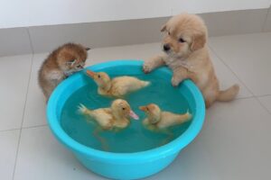 【異種交流】「一緒に泳ごうよ!」子猫と子犬を水に誘うアヒルたちの姿が可愛すぎて大人気 - 肉球ドットコム(299.com)