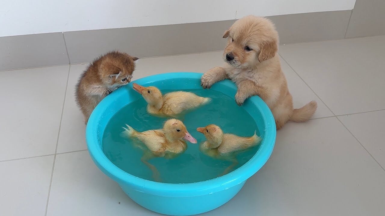【異種交流】「一緒に泳ごうよ!」子猫と子犬を水に誘うアヒルたちの姿が可愛すぎて大人気 - 肉球ドットコム(299.com)
