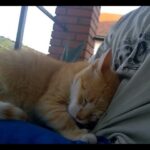 【愛のカタチ】猫はこうして愛情を伝える!飼い主が知っておくべき「猫の愛情表現」 - 肉球ドットコム(299.com)