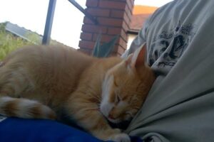 【愛のカタチ】猫はこうして愛情を伝える!飼い主が知っておくべき「猫の愛情表現」 - 肉球ドットコム(299.com)