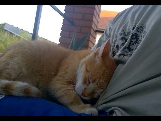 【愛のカタチ】猫はこうして愛情を伝える!飼い主が知っておくべき「猫の愛情表現」 - 肉球ドットコム(299.com)