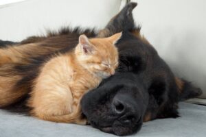 【離れられない】命の恩人のそばでしか眠れない!保護子猫とジャーマン・シェパードの深い絆 - 肉球ドットコム(299.com)