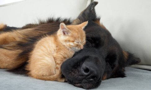 【離れられない】命の恩人のそばでしか眠れない!保護子猫とジャーマン・シェパードの深い絆 - 肉球ドットコム(299.com)