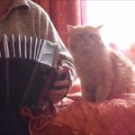 【神曲?】アコーディオンの生演奏に巻き込まれた猫の“困惑顔”が可愛すぎる! - 肉球ドットコム(299.com)