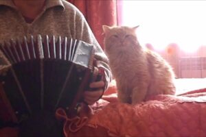 【神曲?】アコーディオンの生演奏に巻き込まれた猫の“困惑顔”が可愛すぎる! - 肉球ドットコム(299.com)