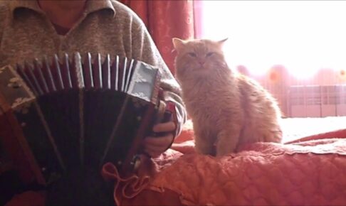 【神曲?】アコーディオンの生演奏に巻き込まれた猫の“困惑顔”が可愛すぎる! - 肉球ドットコム(299.com)