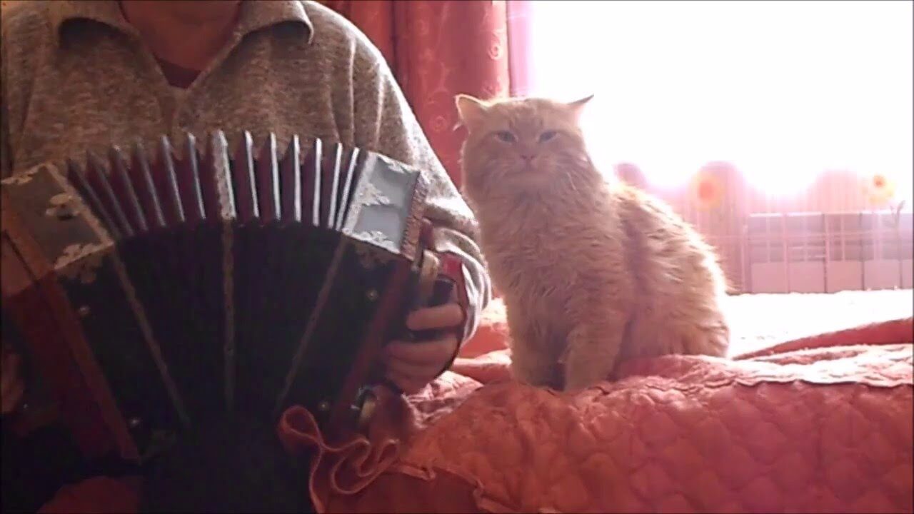 【神曲?】アコーディオンの生演奏に巻き込まれた猫の“困惑顔”が可愛すぎる! - 肉球ドットコム(299.com)