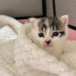 【命の連載】大通りに一匹…緊急保護された子猫「坊ちゃん」の新しい家族探し【日記#1】 - 肉球ドットコム(299.com)