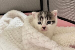 【命の連載】大通りに一匹…緊急保護された子猫「坊ちゃん」の新しい家族探し【日記#1】 - 肉球ドットコム(299.com)