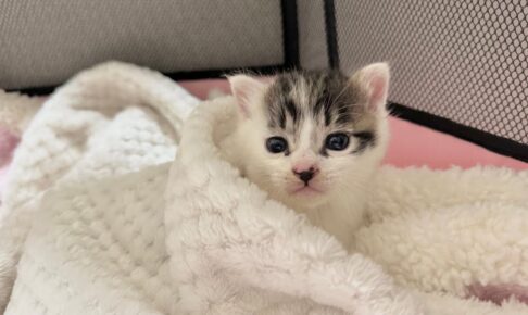 【命の連載】大通りに一匹…緊急保護された子猫「坊ちゃん」の新しい家族探し【日記#1】 - 肉球ドットコム(299.com)