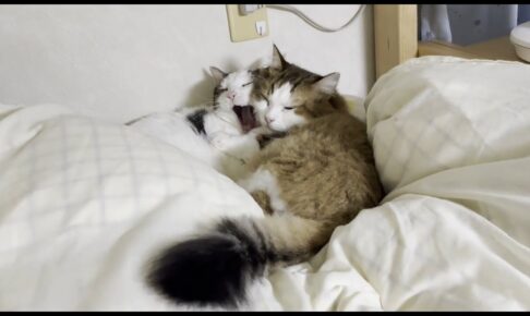 【猫団子】布団乾燥機をつけたら即座に集合!寒がりな猫たちが生み出す“究極のモフモフ空間” - 肉球ドットコム(299.com)