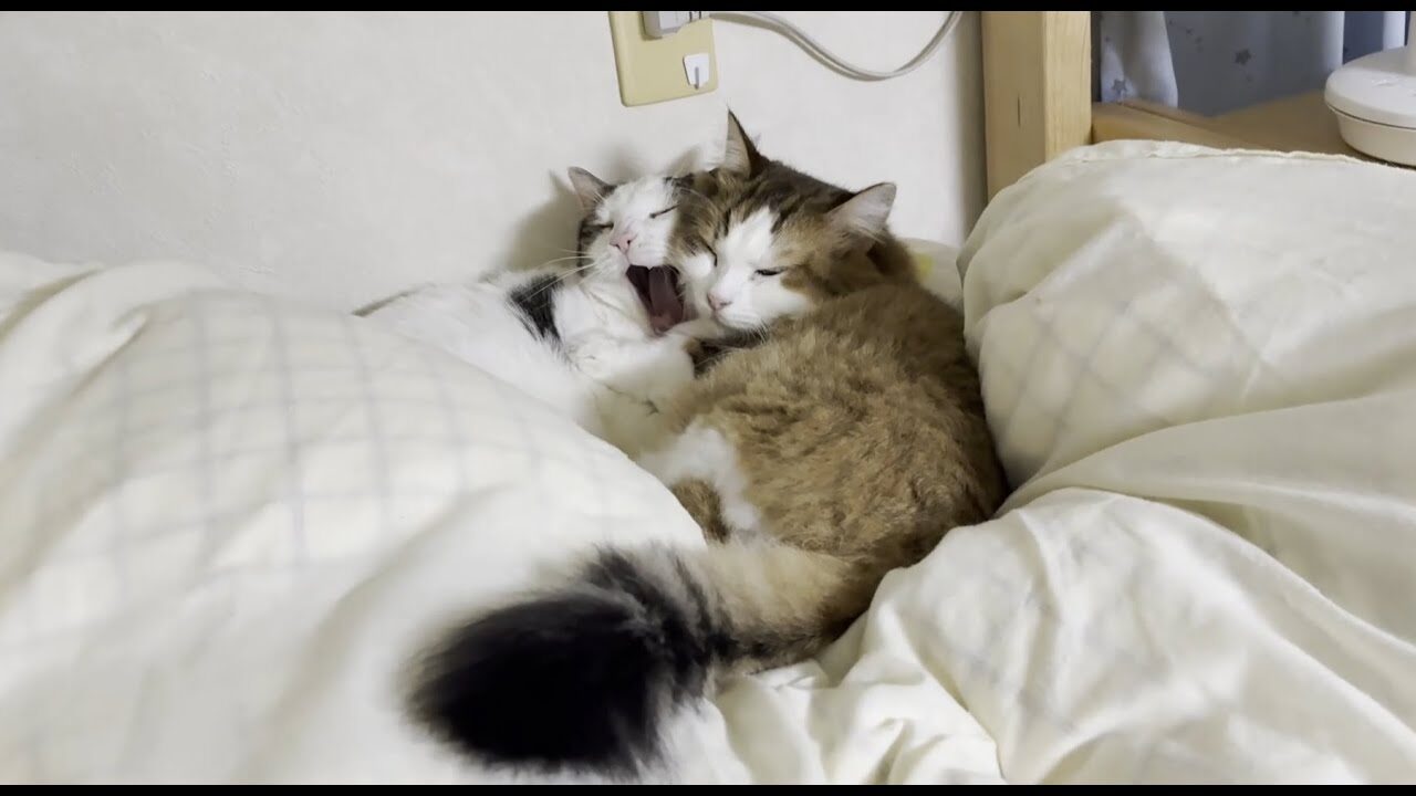 【猫団子】布団乾燥機をつけたら即座に集合!寒がりな猫たちが生み出す“究極のモフモフ空間” - 肉球ドットコム(299.com)