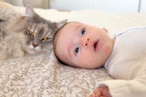 【天使の触れ合い】そっと優しく…生まれたばかりの赤ちゃんを見守る猫の姿に感動 - 肉球ドットコム(299.com)