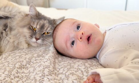 【天使の触れ合い】そっと優しく…生まれたばかりの赤ちゃんを見守る猫の姿に感動 - 肉球ドットコム(299.com)