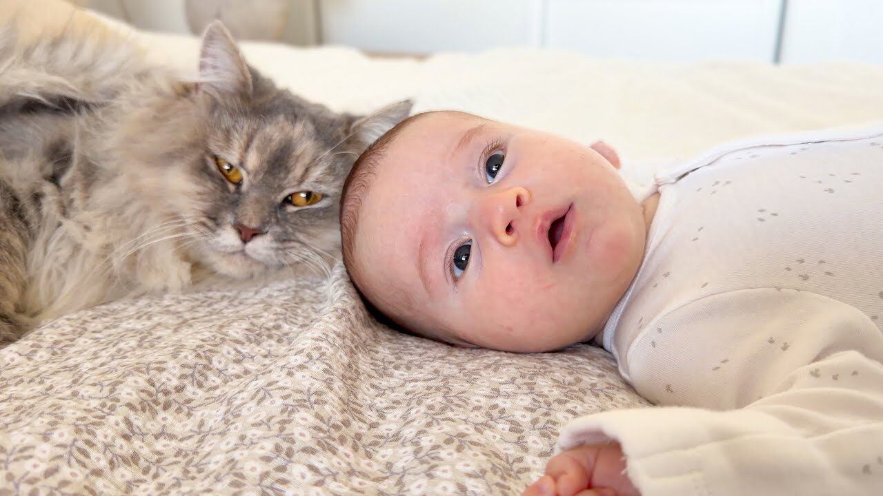 【天使の触れ合い】そっと優しく…生まれたばかりの赤ちゃんを見守る猫の姿に感動 - 肉球ドットコム(299.com)