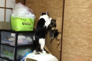 【被害猫】「通れないニャ!」襖(ふすま)を豪快に突き破る猫の"ワイルド"すぎる姿 - 肉球ドットコム(299.com)
