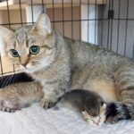【子を守る愛】「私の赤ちゃんに何するの!?」子猫を体重計に乗せると激怒するママ猫が可愛すぎる - 肉球ドットコム(299.com)