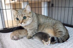 【子を守る愛】「私の赤ちゃんに何するの!?」子猫を体重計に乗せると激怒するママ猫が可愛すぎる - 肉球ドットコム(299.com)